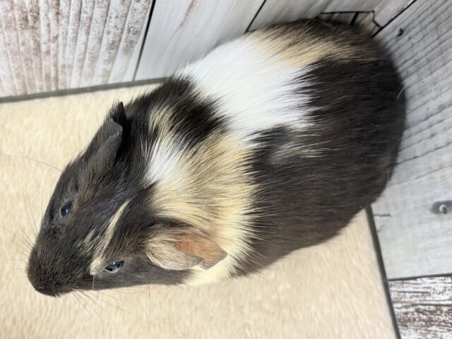 イングリッシュモルモット