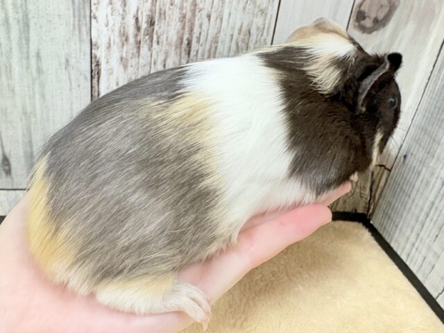 イングリッシュモルモット