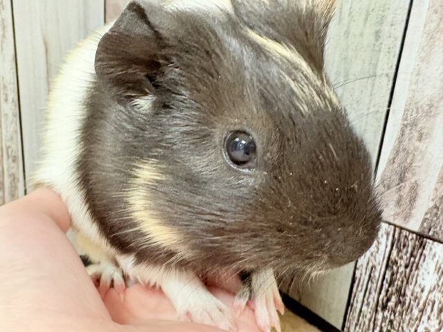 イングリッシュモルモット