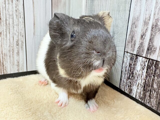 イングリッシュモルモット