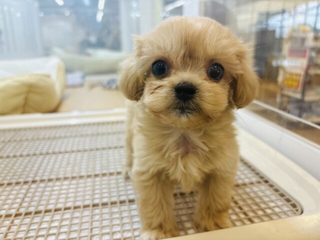 大きなおめめで愛のロックオ〜ン♥ミックス犬くん(ペキニーズ×トイプードル)