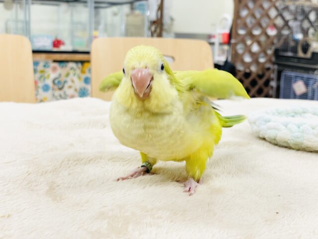 オキナインコ