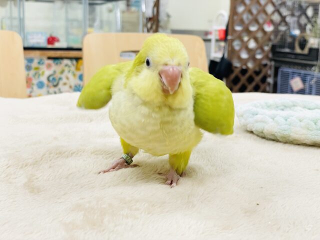 オキナインコ