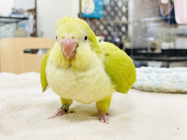 オキナインコ