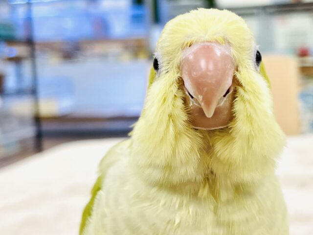 オキナインコ