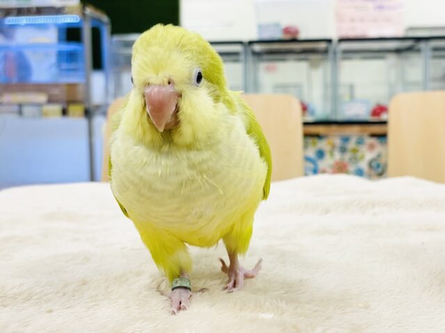 オキナインコ