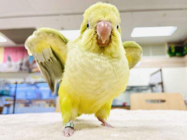 オキナインコ