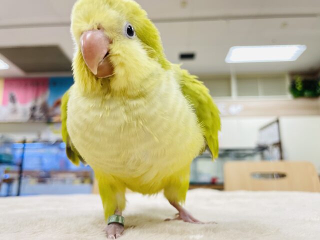 オキナインコ