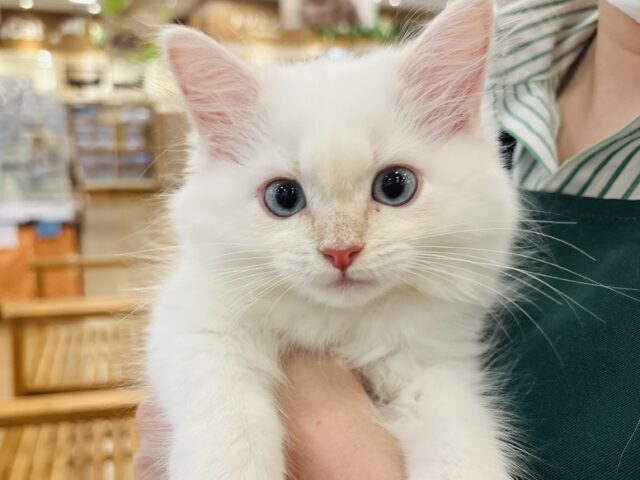 超ホヤホヤ最新画像✨嬉しさ大爆発でお腹ゴロ〜ン♥サイベリアンくん！