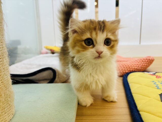 かわゆすぎるので要注意💘マンチカンちゃん！