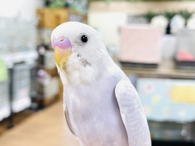 【最新画像】ふんわり ゆめかわ🩷🩵セキセイインコ（ライラック）