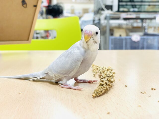 セキセイインコ