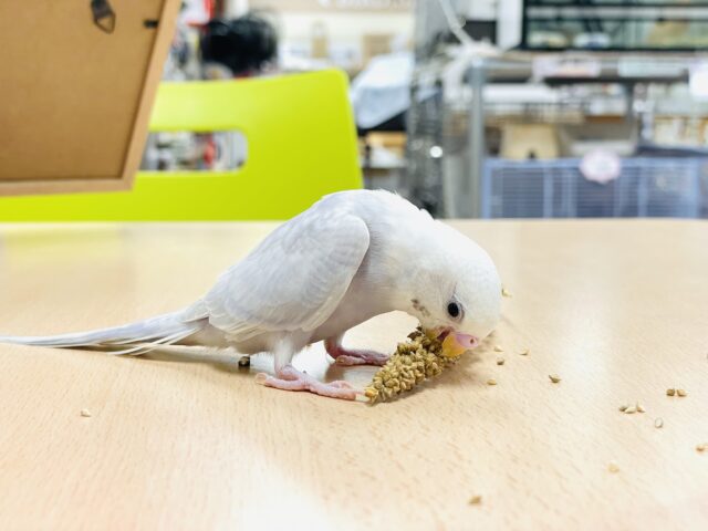 セキセイインコ