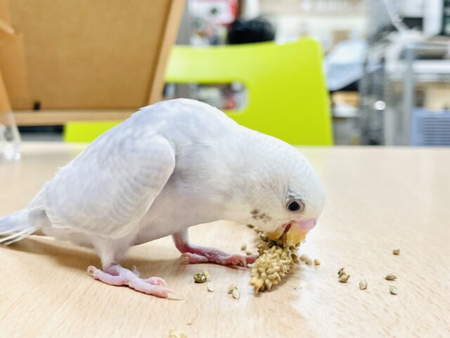 セキセイインコ