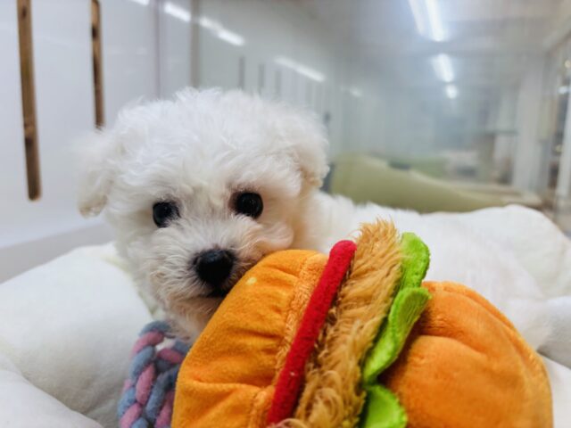 ビションフリーゼ