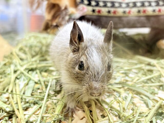 べびべび可愛いデグーちゃん❣️(パイド)女の子