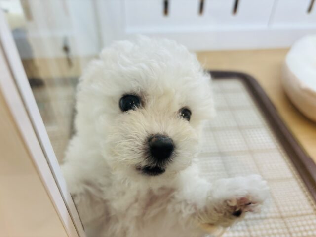 ビションフリーゼ