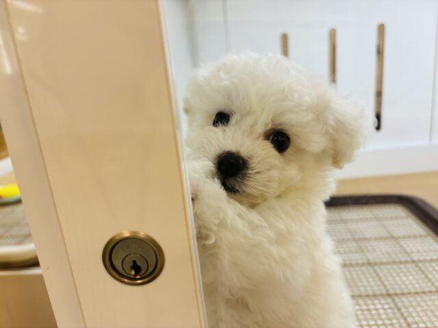 ビションフリーゼ