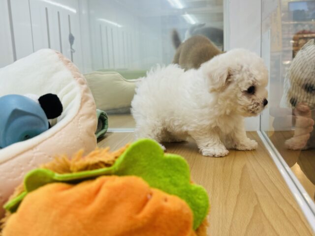 ビションフリーゼ