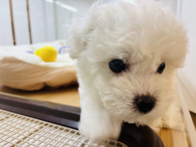 ビションフリーゼ