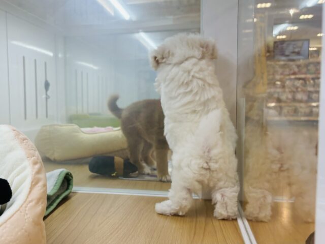 ビションフリーゼ