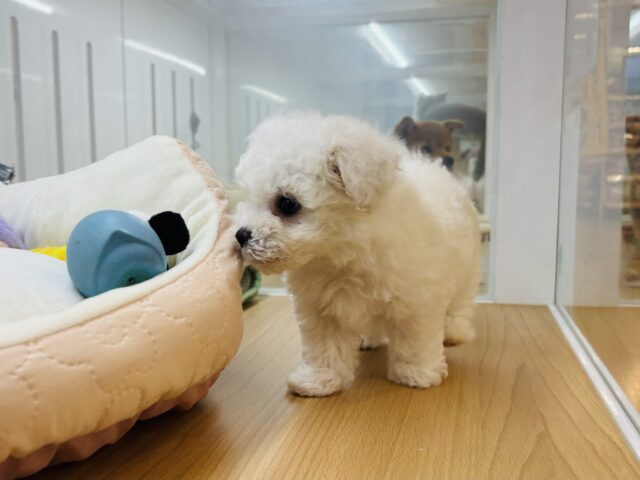 ビションフリーゼ