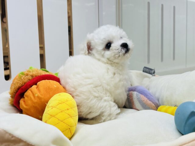 ビションフリーゼ