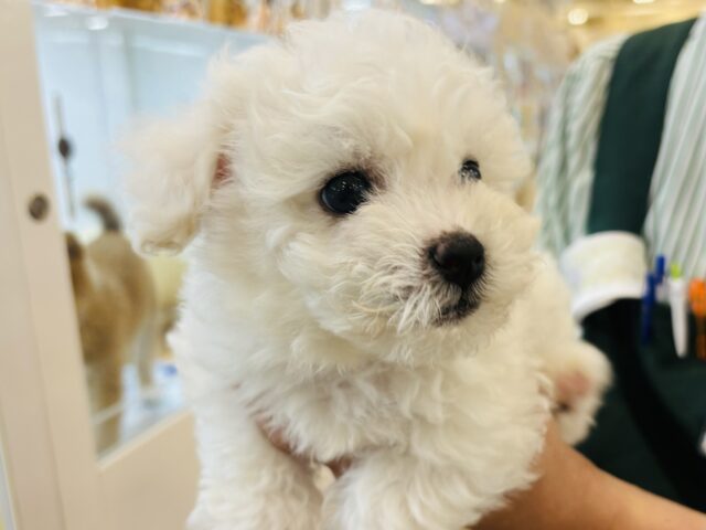 ビションフリーゼ