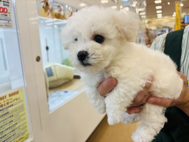 ビションフリーゼ