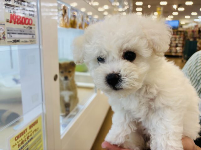 ビションフリーゼ