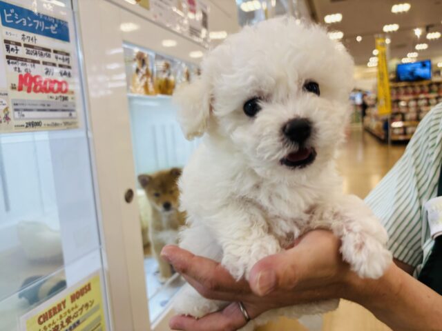 ビションフリーゼ