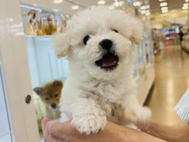 ビションフリーゼ