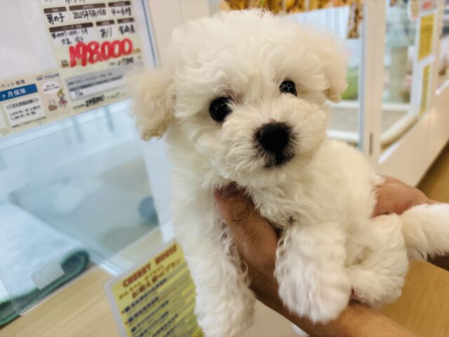 ビションフリーゼ