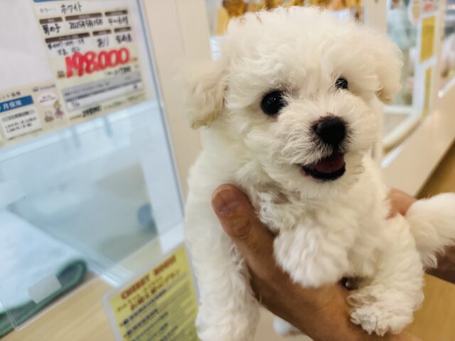 ビションフリーゼ