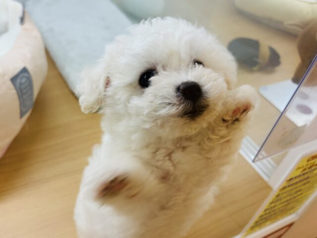 ビションフリーゼ