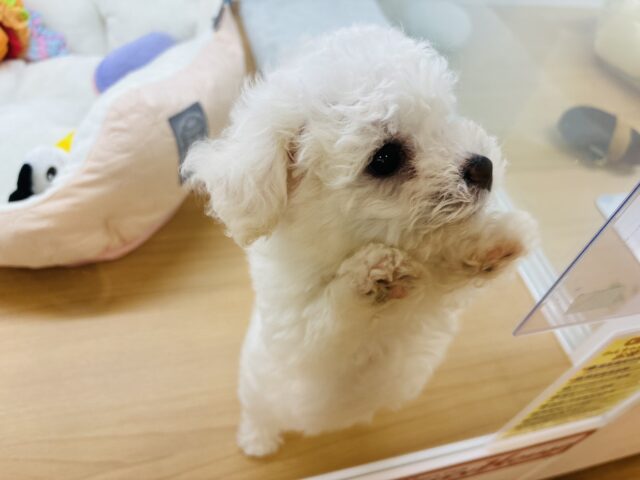 ビションフリーゼ