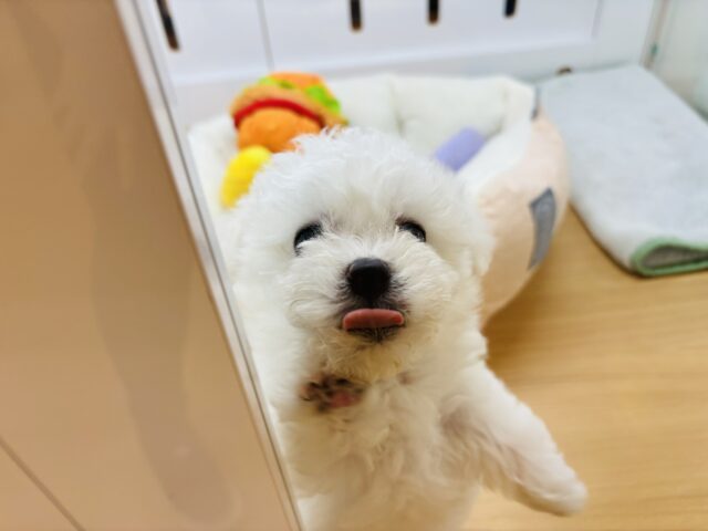 ビションフリーゼ