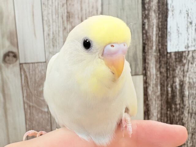 ほんのりとした優しいカラーのセキセイインコちゃん‎🤍💛(クリーム)(ヒナ)