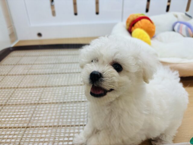 ビションフリーゼ