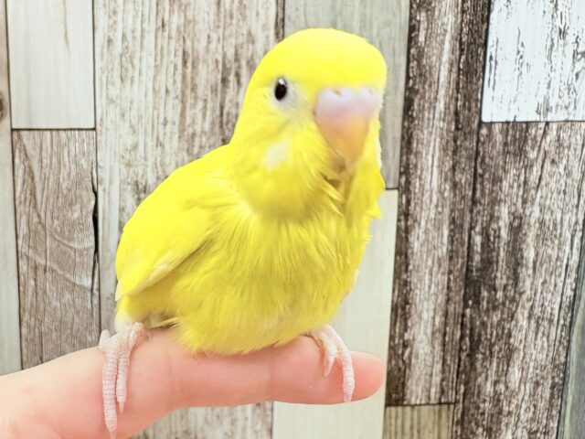 黄色い体に真っ黒お目目💛🖤セキセイインコ(ダブルファクター)(ヒナ)