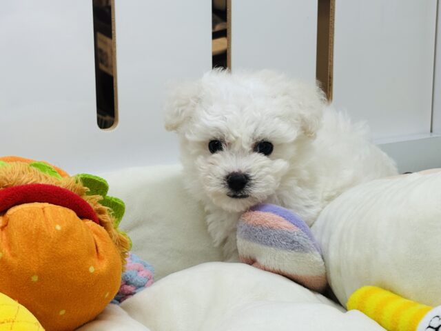 ビションフリーゼ