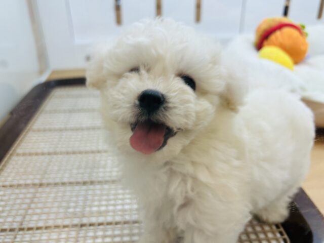 ビションフリーゼ