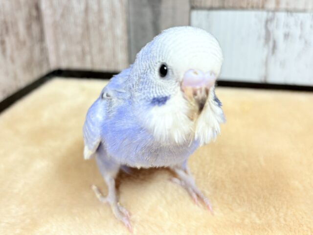 淡〜いブルーがとっても可愛い💕セキセイインコちゃん❣️(スパングル)(ヒナ)