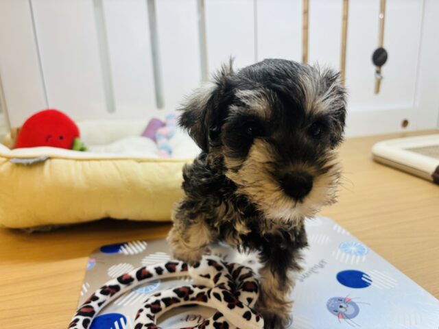 ミニチュアシュナウザー