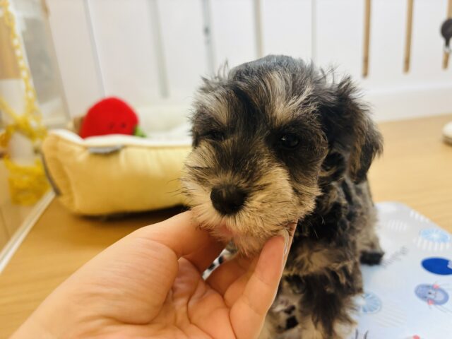 ミニチュアシュナウザー