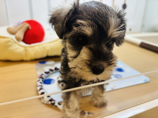 ミニチュアシュナウザー