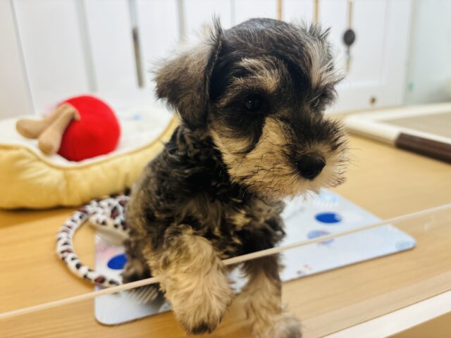 ミニチュアシュナウザー