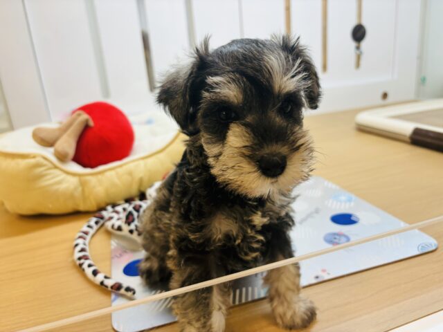 ミニチュアシュナウザー