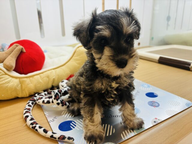 ミニチュアシュナウザー