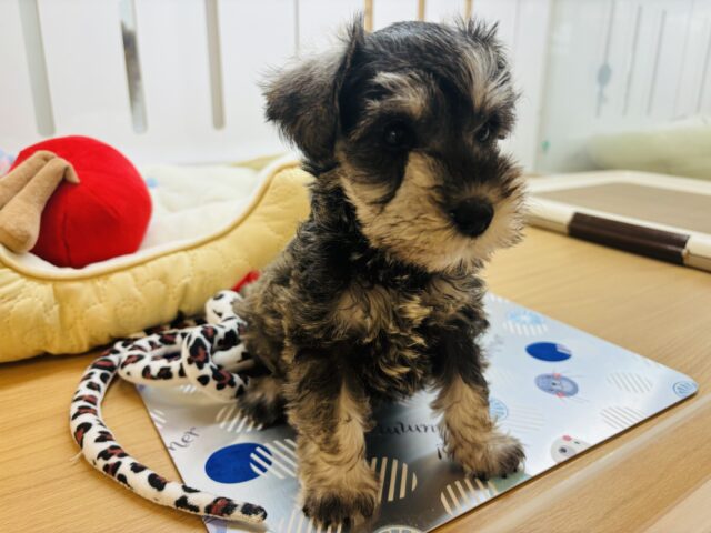 ミニチュアシュナウザー